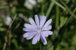 Chicory